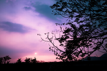 夕焼けに染まる空を背景にした大きな木のシルエット