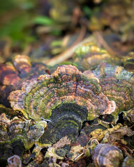 Turkey tail (Trametes versicolor) growing on a log