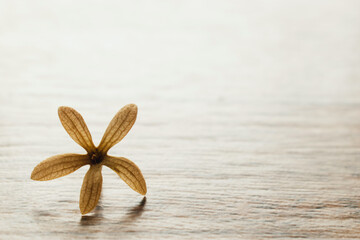 Dried flower on old wood background.The flower placed on old wood texture.