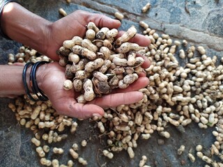 hand holding a handful of ground nuts