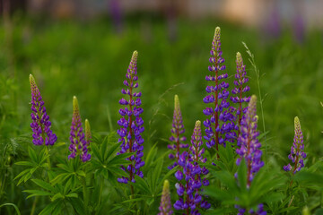 Lilac Lupin flower field closeup view summer time soft focus