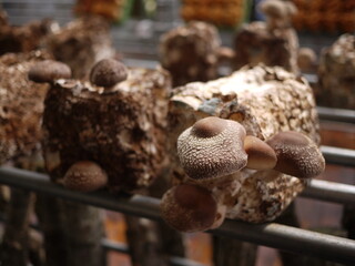 Shiitake mushroom cultivation　椎茸の栽培風景