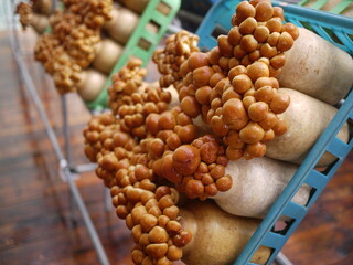 Nameko mushroom なめこ