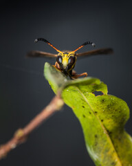 Close up detailed of wasp's head and isolated on black background