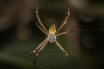 Close up of spider on a web