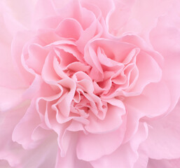 Pink Carnation close up with light and airy pastel tonality
