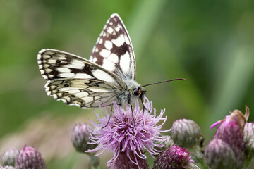 A Marbled White Butterfly nectaring on Creeping Thristle.