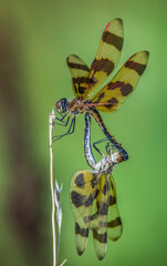 halloween pendant dragonfly