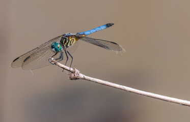 dragonfly on a branch