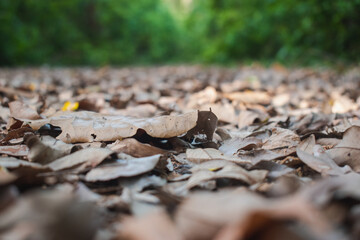 Landscape autumn in a green forest.Autumn colorful Forest trail in Asia,Green Nature in Asia.