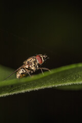 Close up image of garden fly sitting on a green leaves isolated on black background