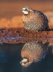 bobwhite quail