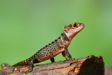 Crocodile skink  on wood in tropical garden 