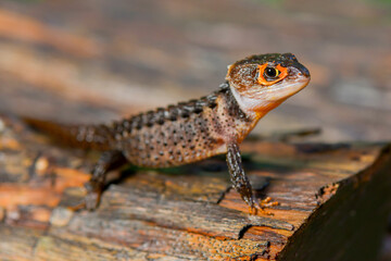 Crocodile skink  on wood in tropical garden 