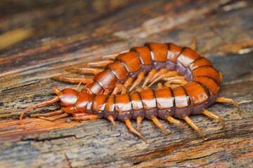 Centipede on the wood in tropical garden 