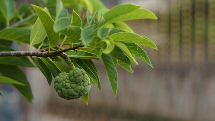 close up of a branch of a tree