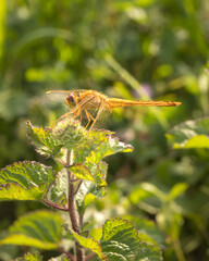 Close up image of yellow dragonfly resting on a plant