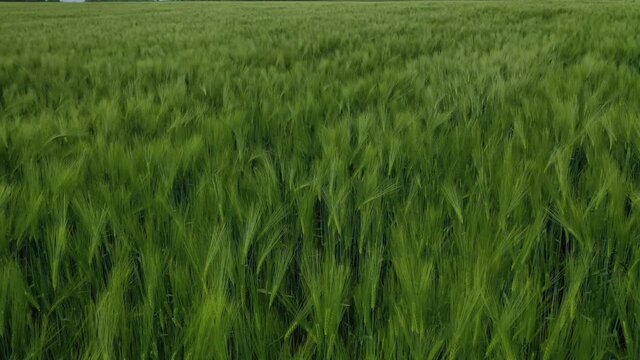 Green field background. Organic plants growing on fields in the countryside. Nature in spring. Flight over fresh field. Aerial view.