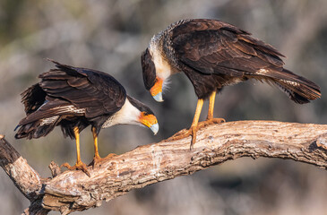caracara