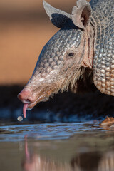 armadillo