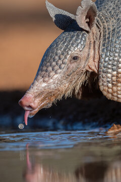 armadillo