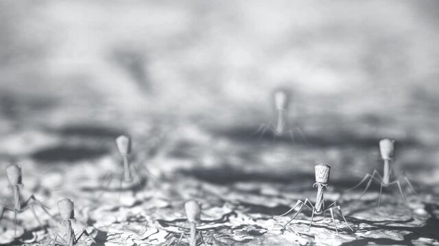 Bacteriophage virus at microscope. Bacterial viruses landing over bacterias seen under a scanning electron microscope.