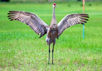 Fototapeta premium Sandhill Crane drying his wings after a rainfall in Melrose, Florida