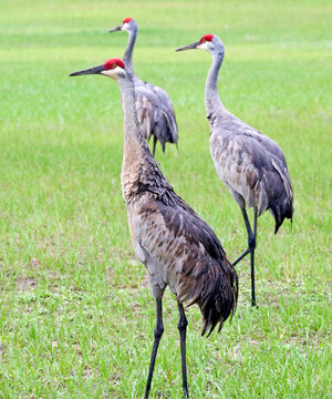 Sandhill Cranes after a rainfall in Melrose, Florida