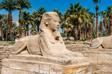 It's Sphinx stuatue of the sphinx alley of the Luxor Temple, a large Ancient Egyptian temple, East...