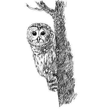 graphic black and white drawing owl peeks out from behind tree trunk
