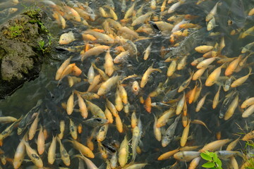 golden yellow fish on the surface of the lake. there are tilapia, gourami, and koi fish. fish come...