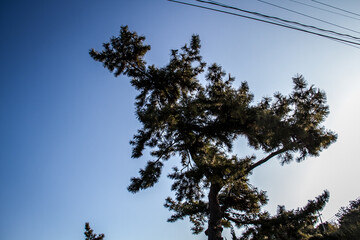 Pine trees backlit by the backlight of Naoshima_04
