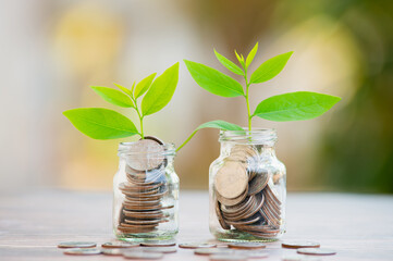 Fototapeta na wymiar Plant Growing In Savings Coins - Investment And Interest Concept