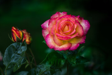 Beautiful yellow brushed by deep pink Hybrid Tea Rose Sheila's Perfume flower and buds in rose garden