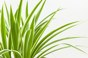 Leaves flower chlorophyteum on a white background, used as a background