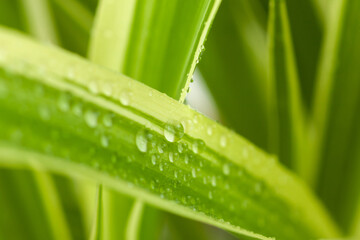 Flower leaves chlorophytem close-up with water droplets, used as background or texture