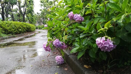 雨の日のあじさい