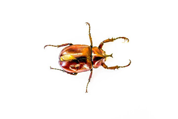 The shiny brown Hercules beetle with the black strong horn and six spiky legs
