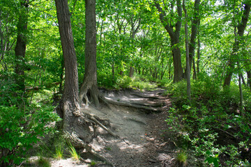 Nature trail at Cheesequake State Park in New Jersey, USA, on a sunny spring day -08