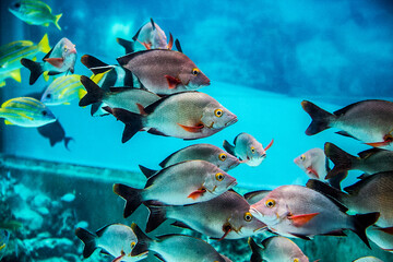 Fototapeta na wymiar Fish swimming in Okinawa's Churaumi Aquarium_10