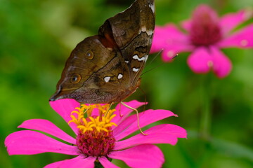 a tropical butterfly alighted on pink zinnia flowers. The butterfly sucks on honey flowers or nectar for its food. this is a symbiosis between a butterfly and a flower. macro photography.