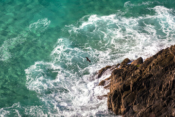 Hunting sea eagle, Byron Bay, Australia