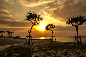 Beautiful silhouette of a tree at sunset in the Chura Sea in Okinawa_05