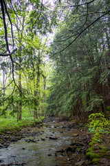 Forest landscape with a creek in Pennsylvania