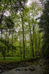 Forest landscape with a creek in Pennsylvania