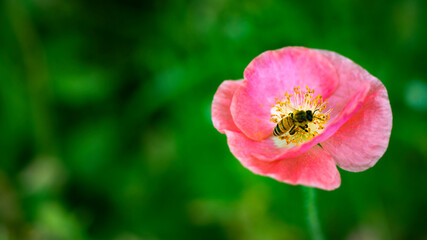 Obraz premium Bee in the poppy
