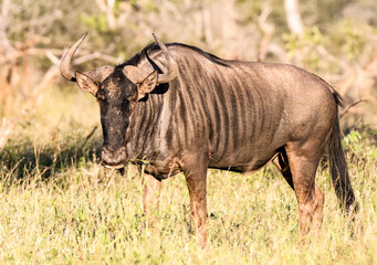 Portrait of a Wildebeest or gnu in the Kruger Park, South Africa