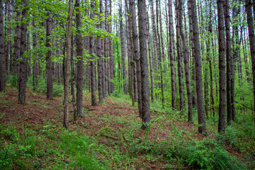 Fototapeta na wymiar Rows of trees in a forest