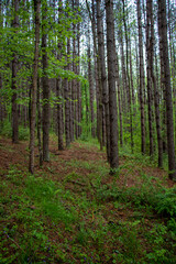 Fototapeta na wymiar Rows of conifer trees in the woods