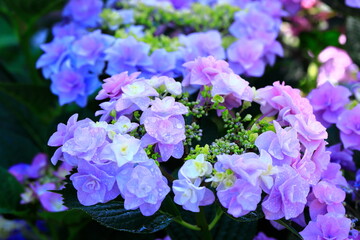 ガクアジサイ、水玉が梅雨時の季節感を高めています。